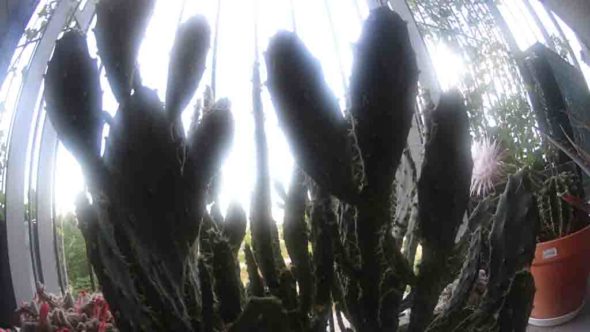 Sony Action Cam Cactus