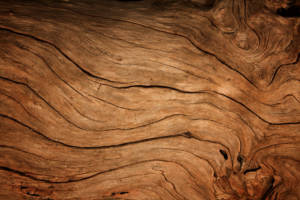 Songchai-w_Shutterstock