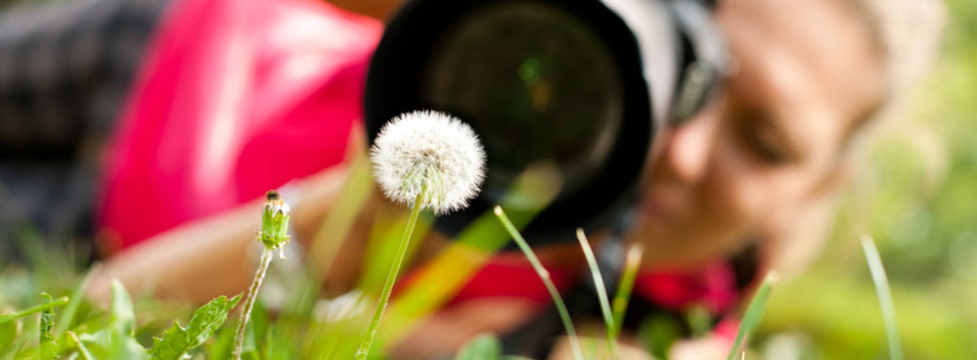 Macrofotografía: Consigue las mejores fotos de aproximación